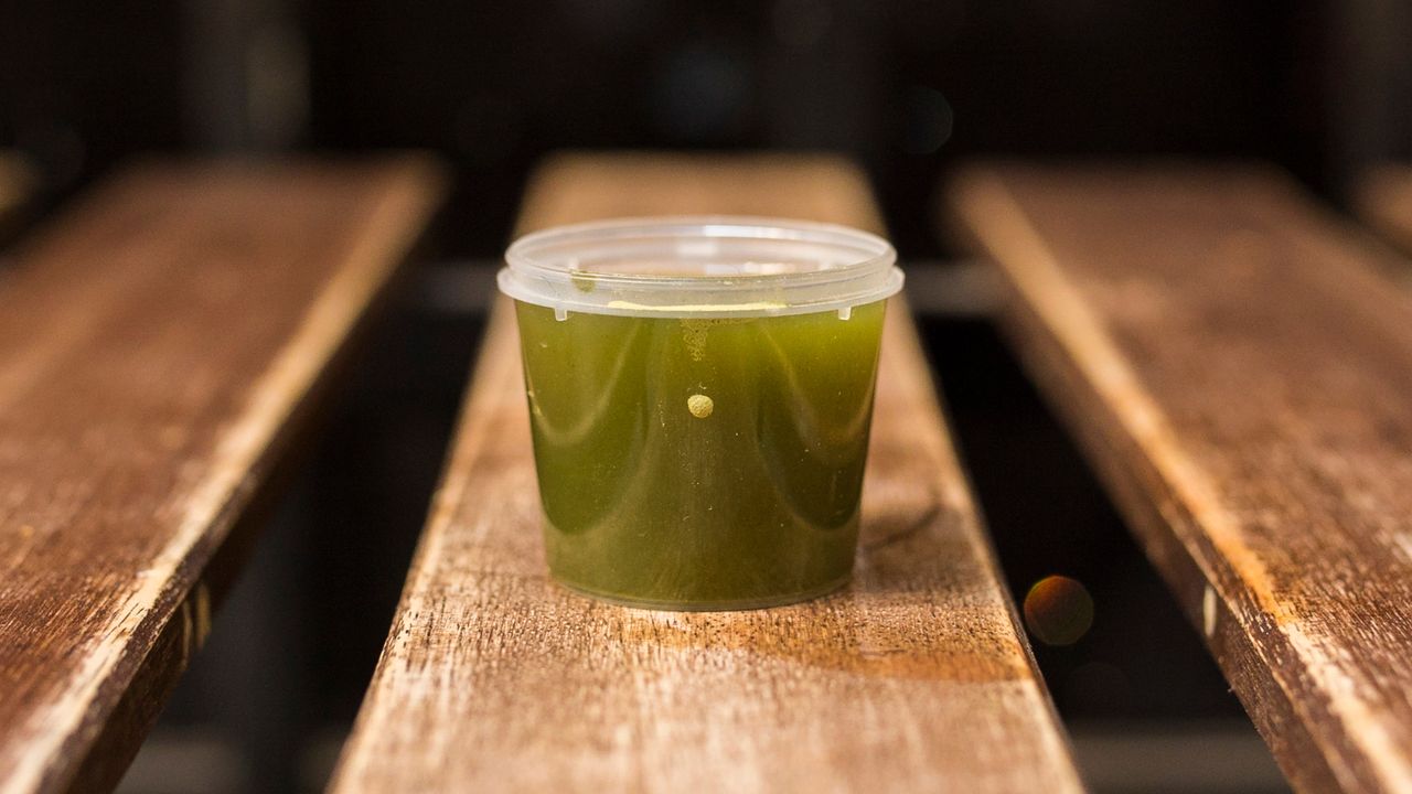 Wheatgrass Shot